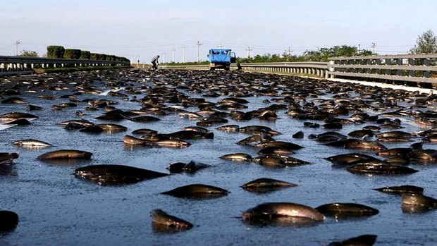 Amerika Serikat Dihebohkan dengan Fenomena Hujan Ikan!