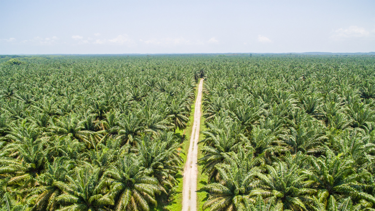 Hamparan pohon kelapa sawit