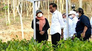 Jokowi: Pembangunan IKN Diawali dengan Rehabilitasi Lahan