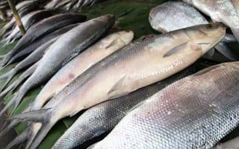 Potensi Ikan Berlimpah, Kampung Bandeng Dibangun di Gresik