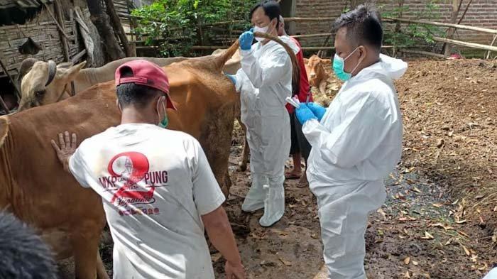 Ribuan Sapi di Aceh Tamiang Terjangkit Virus PMK