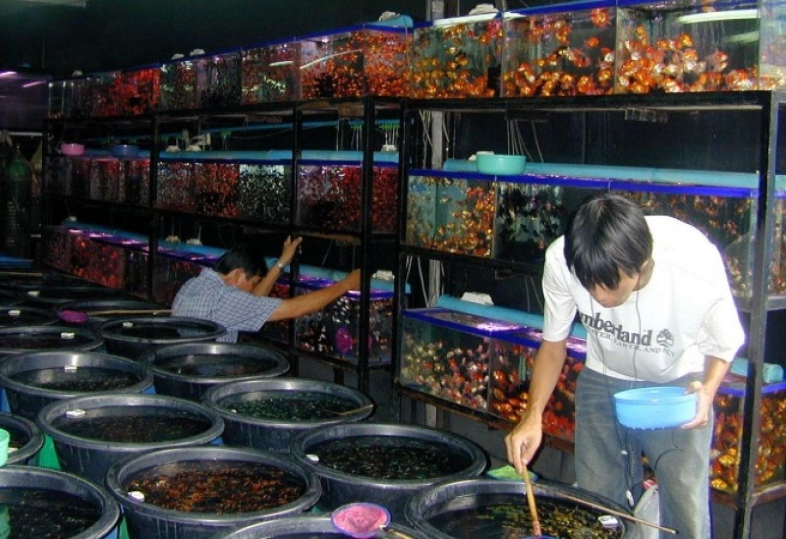 Ikan Hias Asli Indonesia Dipamerkan di Pasar Eropa