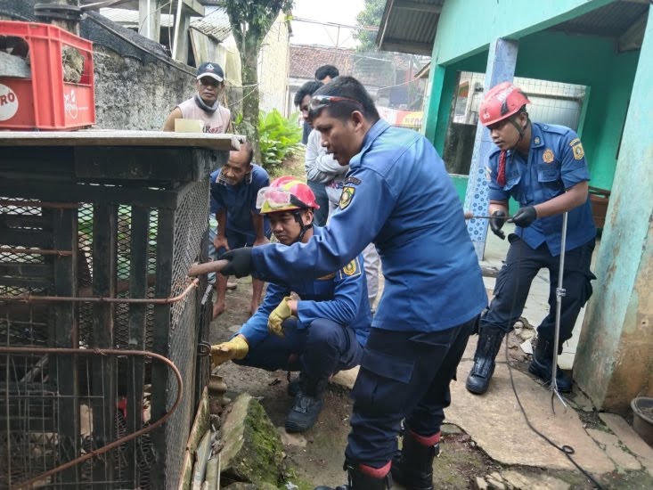 Monyet Mengamuk Lukai Warga di Tajur Halang Hingga Alami 20 Jahitan