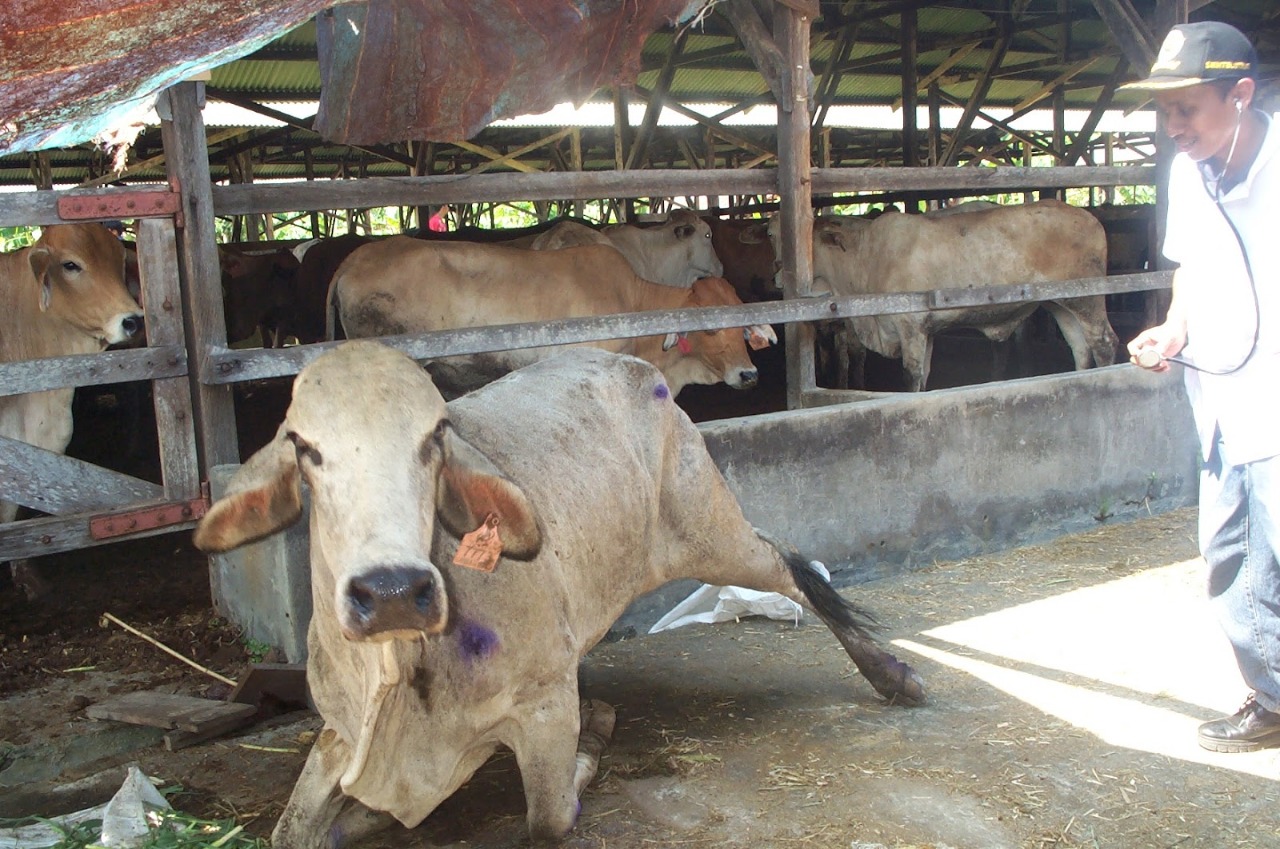 25 Sapi Positif PMK, Pasar Hewan di Magetan Tutup Sementara. Foto: ist