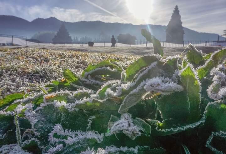 Fenomena embun upas di dataran Dieng terjadi pada Kamis, 30 Juni 2022. Foto: FB jatiningrat