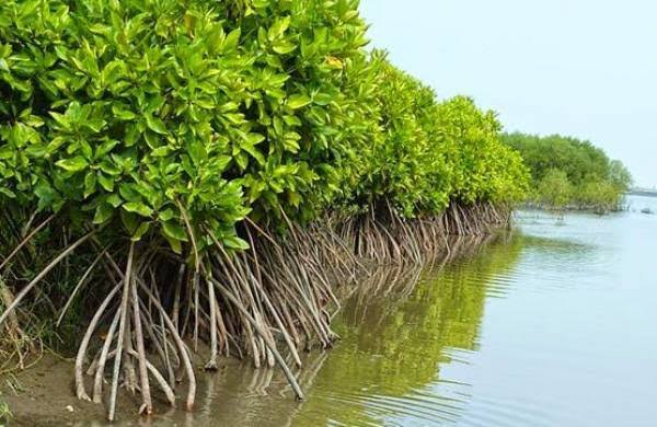 Potensi Mangrove dan Lada Lampung Timur Dilirik Investor