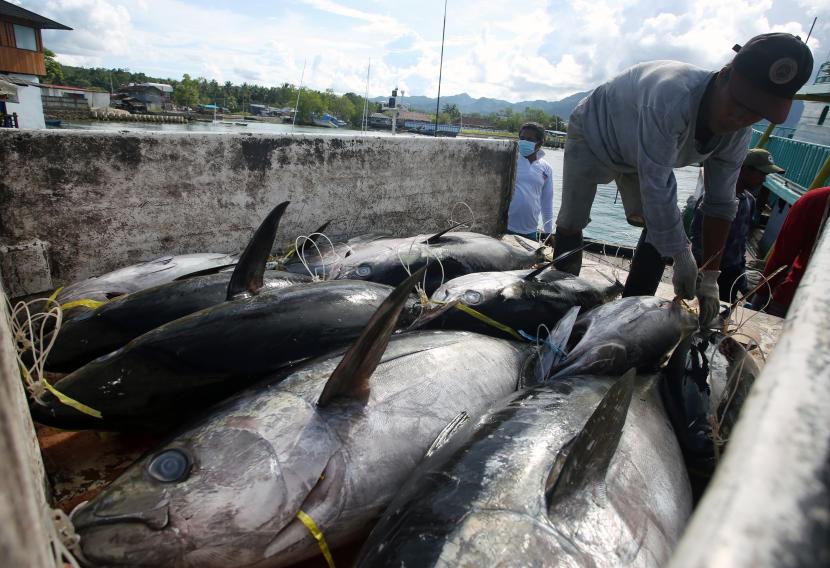 2.533 Kg Tuna Asal Papua Diekspor ke Jepang