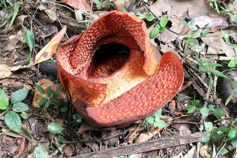 Rafflesia Arnoldi R. Br. Foto: BRIN