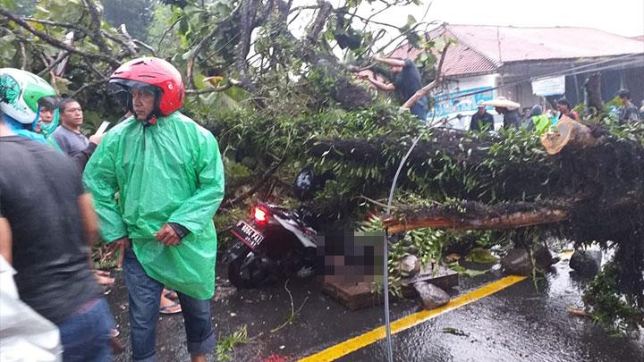 Dilanda Hujan Deras, Pohon di Kota Bogor Bertumbangan Disertai Tanah Longsor