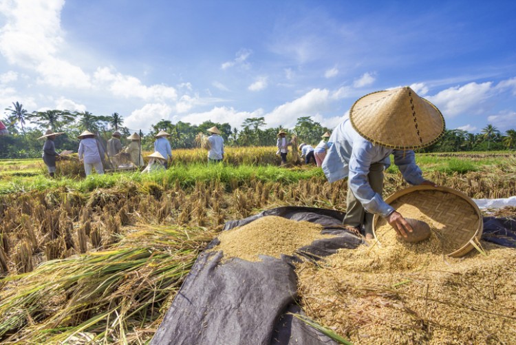 Sejumlah Wilayah Indonesia Didorong untuk Kembangkan Lumbung Pangan